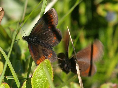 Erebia sudetica liorana