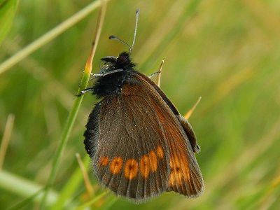Erebia sudetica sudetica
