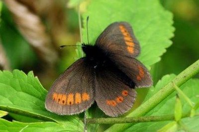 Erebia sudetica inalpina