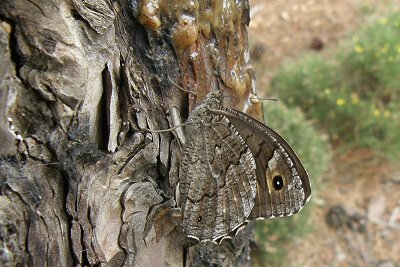 Hipparchia syriaca ghigii