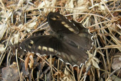 Hipparchia syriaca ghigii