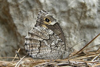 Hipparchia syriaca ghigii