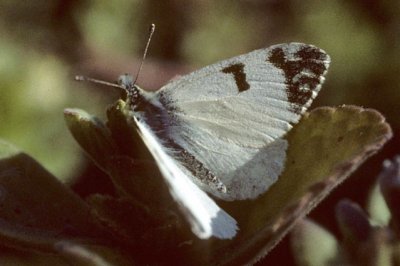 Euchloe tagis tagis