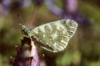 Euchloe tagis tagis