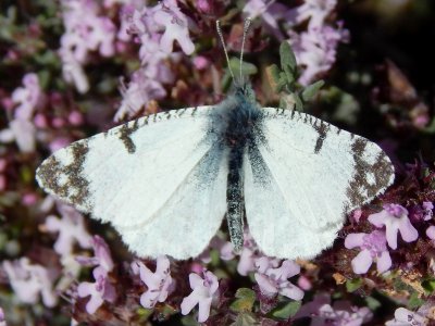 Euchloe tagis bellezina