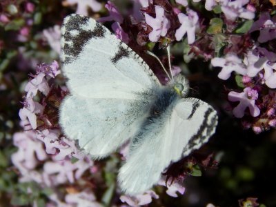 Euchloe tagis bellezina
