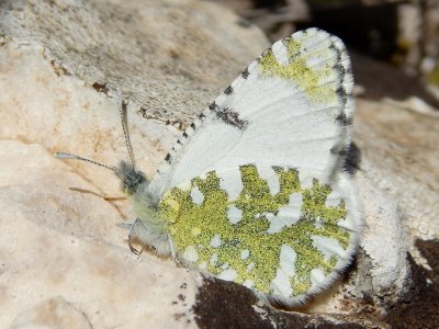 Euchloe tagis bellezina