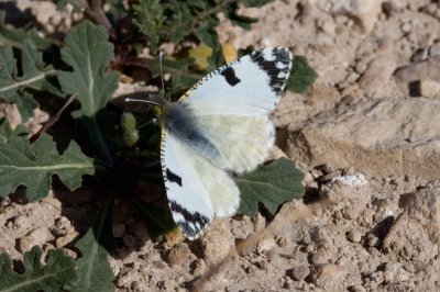 Euchloe tagis castellana