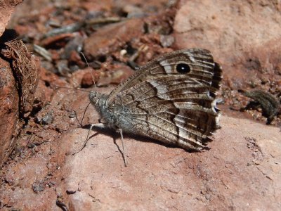 Hipparchia tamadabae