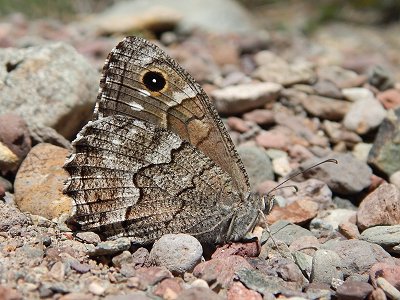 Hipparchia tamadabae