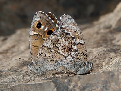 Hipparchia tamadabae
