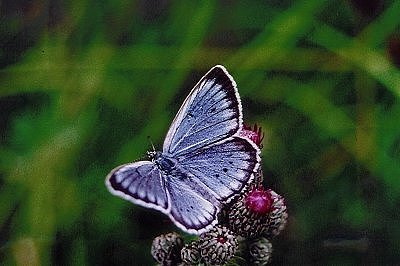 Phengaris teleius