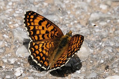 Melitaea ornata ogygia