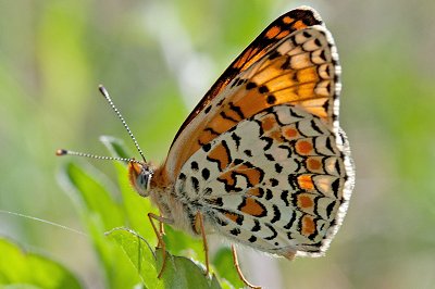 Melitaea ornata ogygia