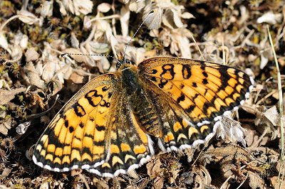 Melitaea ornata ogygia