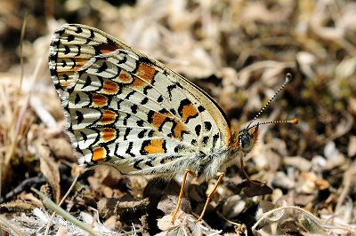 Melitaea ornata ogygia
