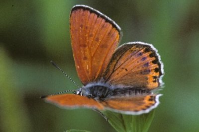 Lycaena thersamon