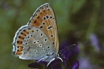 Lycaena thersamon