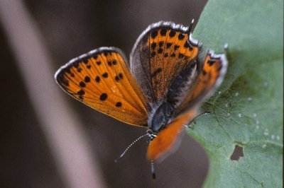 Lycaena thersamon