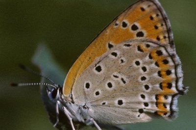 Lycaena thersamon