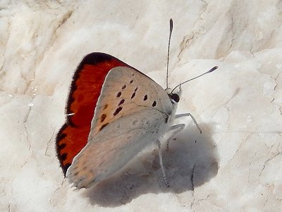 Lycaena thetis
