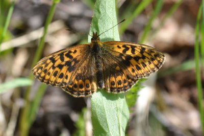 Boloria thore