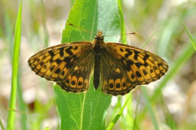 Boloria thore