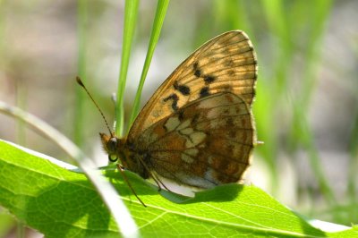 Boloria thore