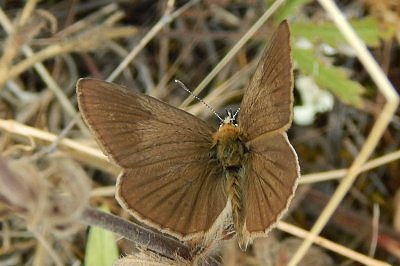 Polyommatus timfristos
