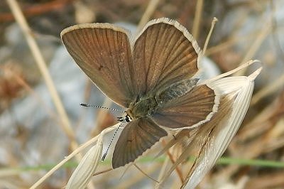 Polyommatus timfristos