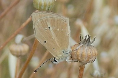 Polyommatus timfristos