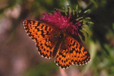 Boloria titania cypris