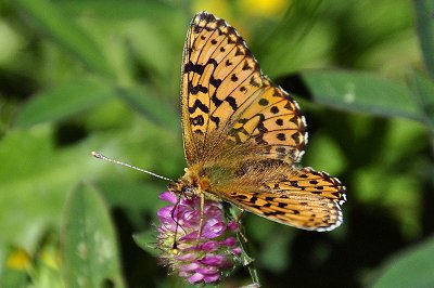 Boloria titania transsylvanica