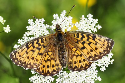 Boloria titania transsylvanica