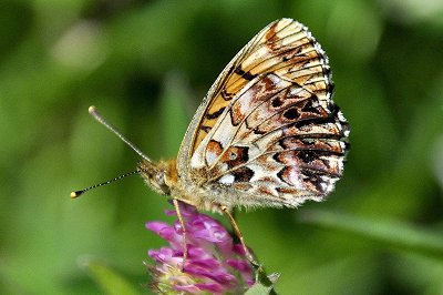 Boloria titania transsylvanica