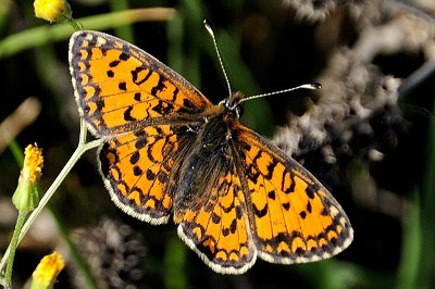 Melitaea trivia