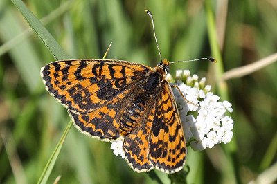 Melitaea trivia ab.
