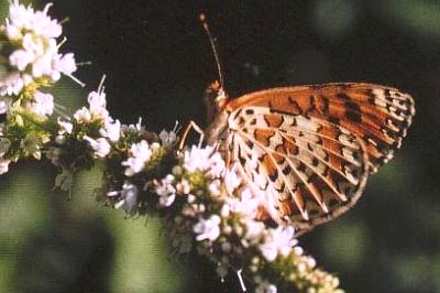 Melitaea trivia ignasiti