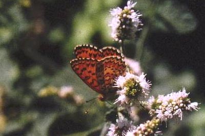 Melitaea trivia ignasiti
