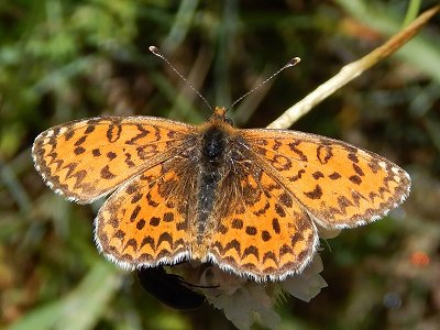 Melitaea trivia ignasiti