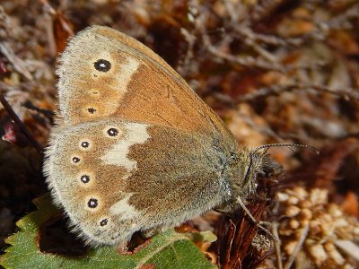 Coenonympha tullia davus
