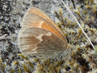 Coenonympha tullia scotica