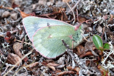 Colias tyche