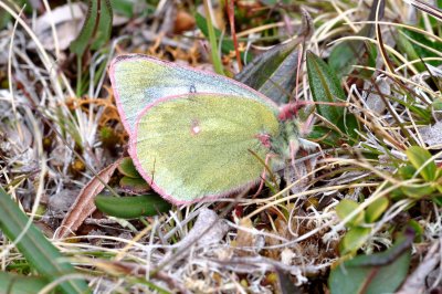 Colias tyche