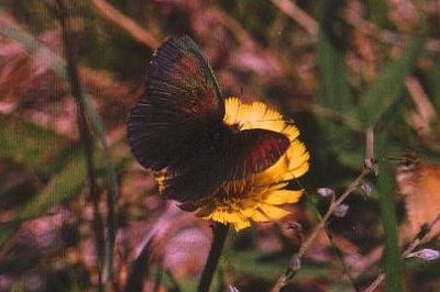 Erebia tyndarus
