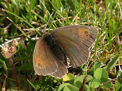 Erebia tyndarus