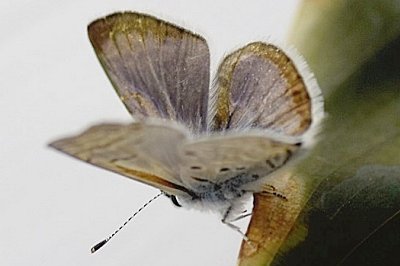 Azanus ubaldus