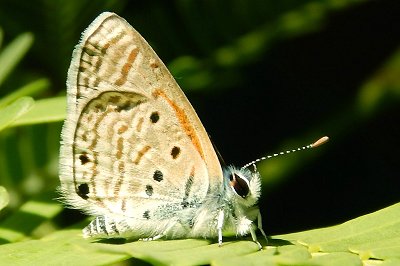 Azanus ubaldus