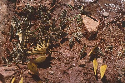 Butterflies on wet sand