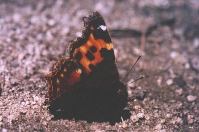 Nymphalis vaualbum